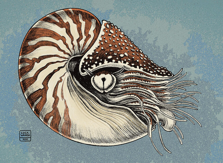 "Chambered Nautilus" digital artwork 2026